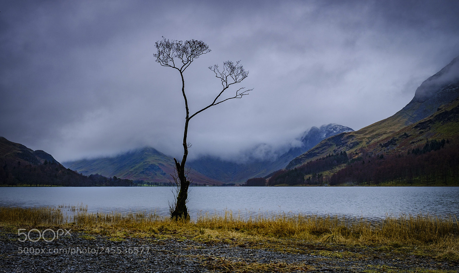 Fujifilm X-T2 sample photo. The lone tree photography