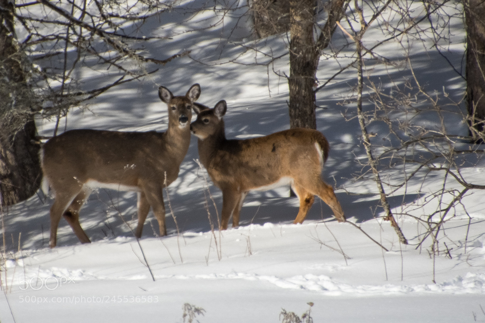 Nikon D7200 sample photo. Whitetail deer photography