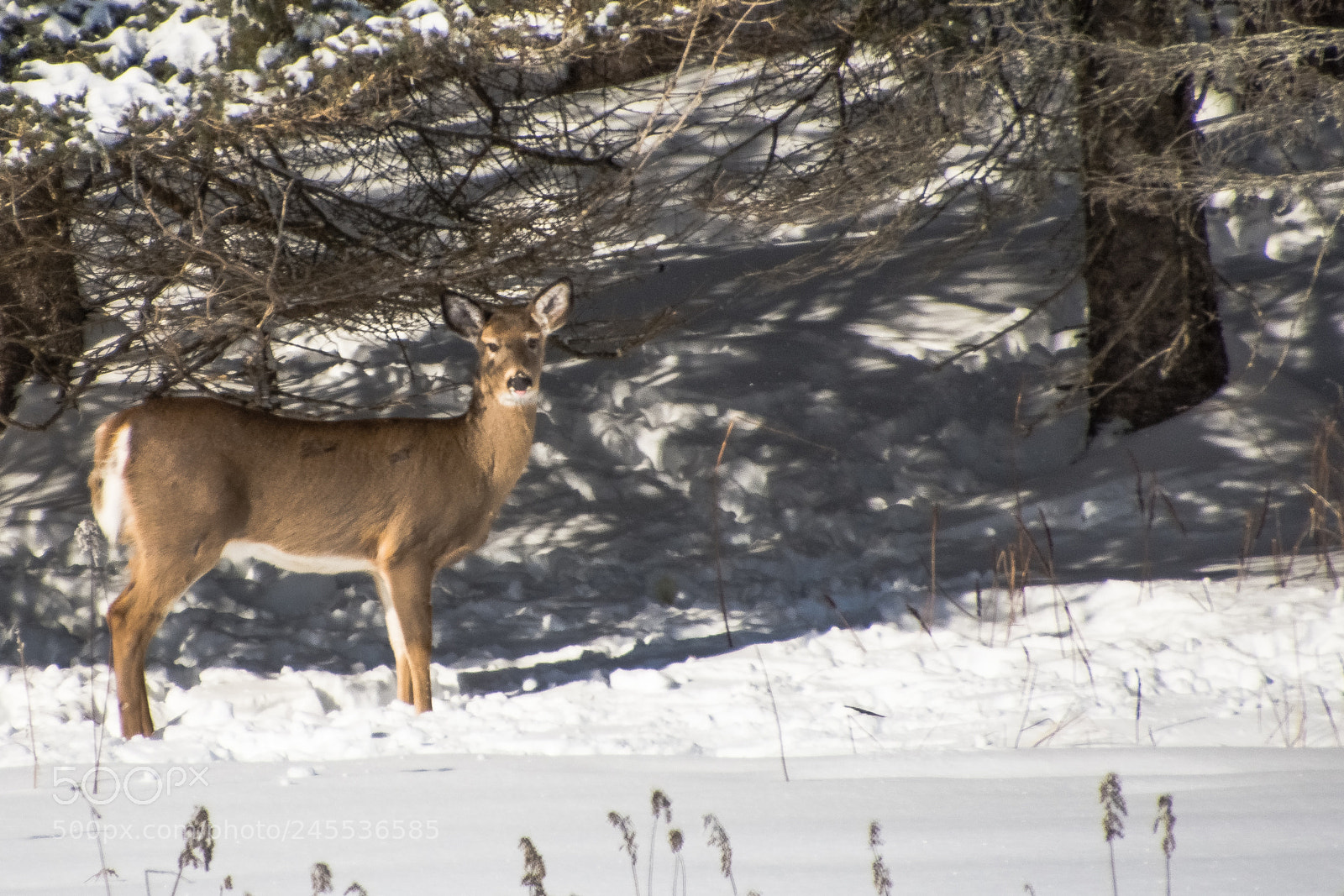 Nikon D7200 sample photo. Whitetail deer photography