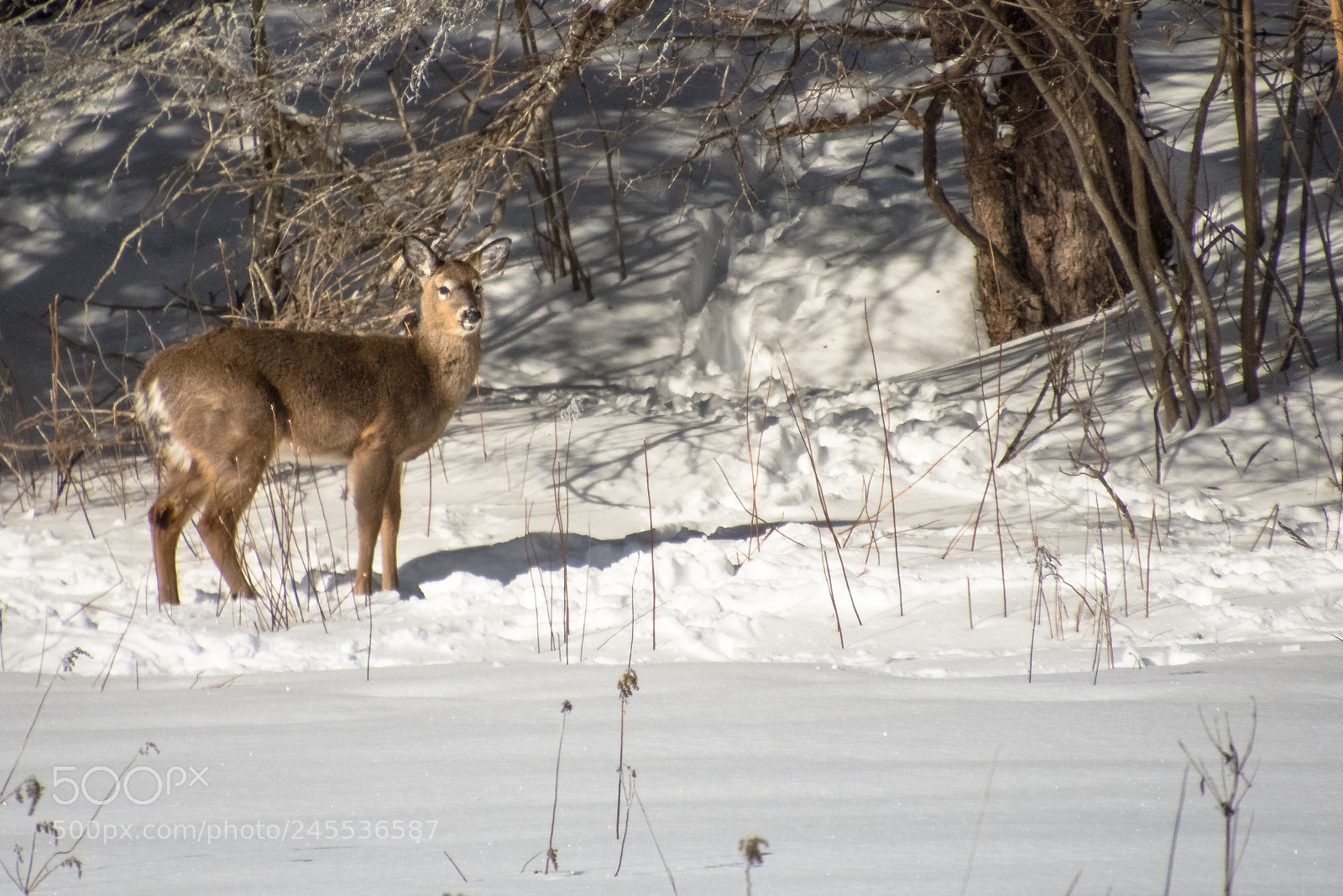 Nikon D7200 sample photo. Whitetail deer photography