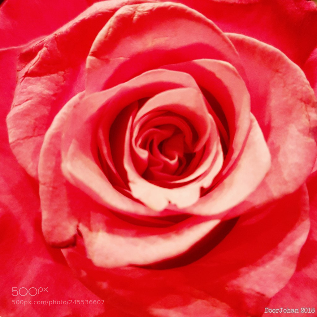 Samsung Galaxy S7 sample photo. Red rose photography