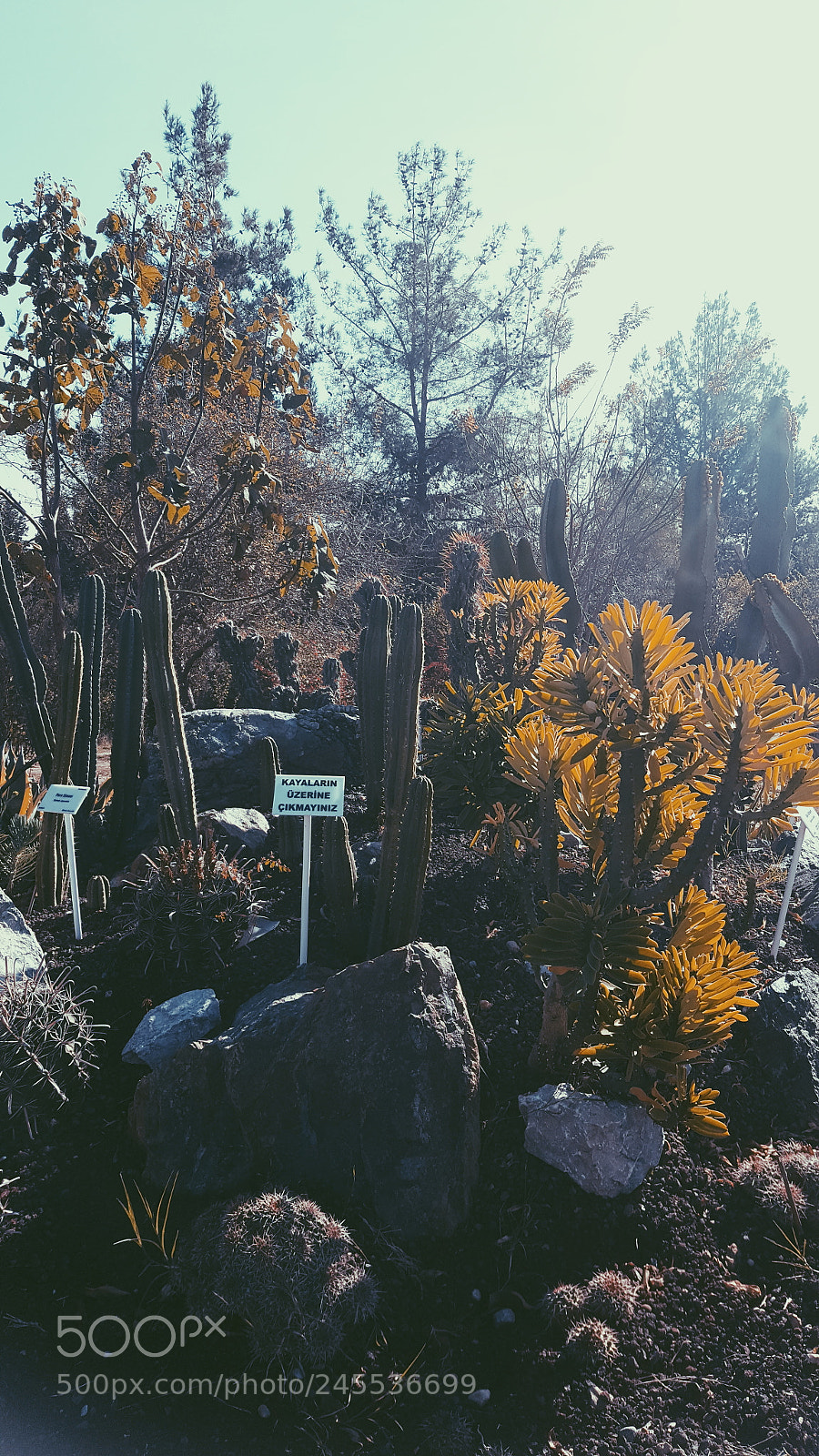 Samsung Galaxy Note5 sample photo. Untitled photography