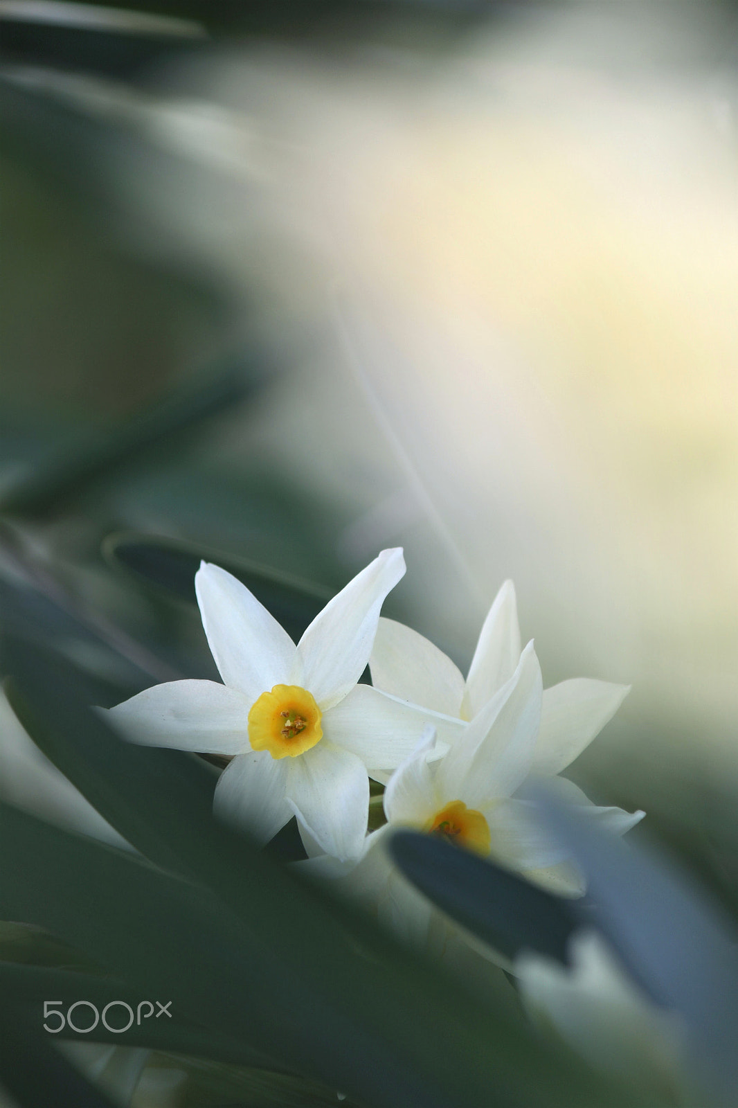 Canon EF-S 55-250mm F4-5.6 IS II sample photo. In the dream photography