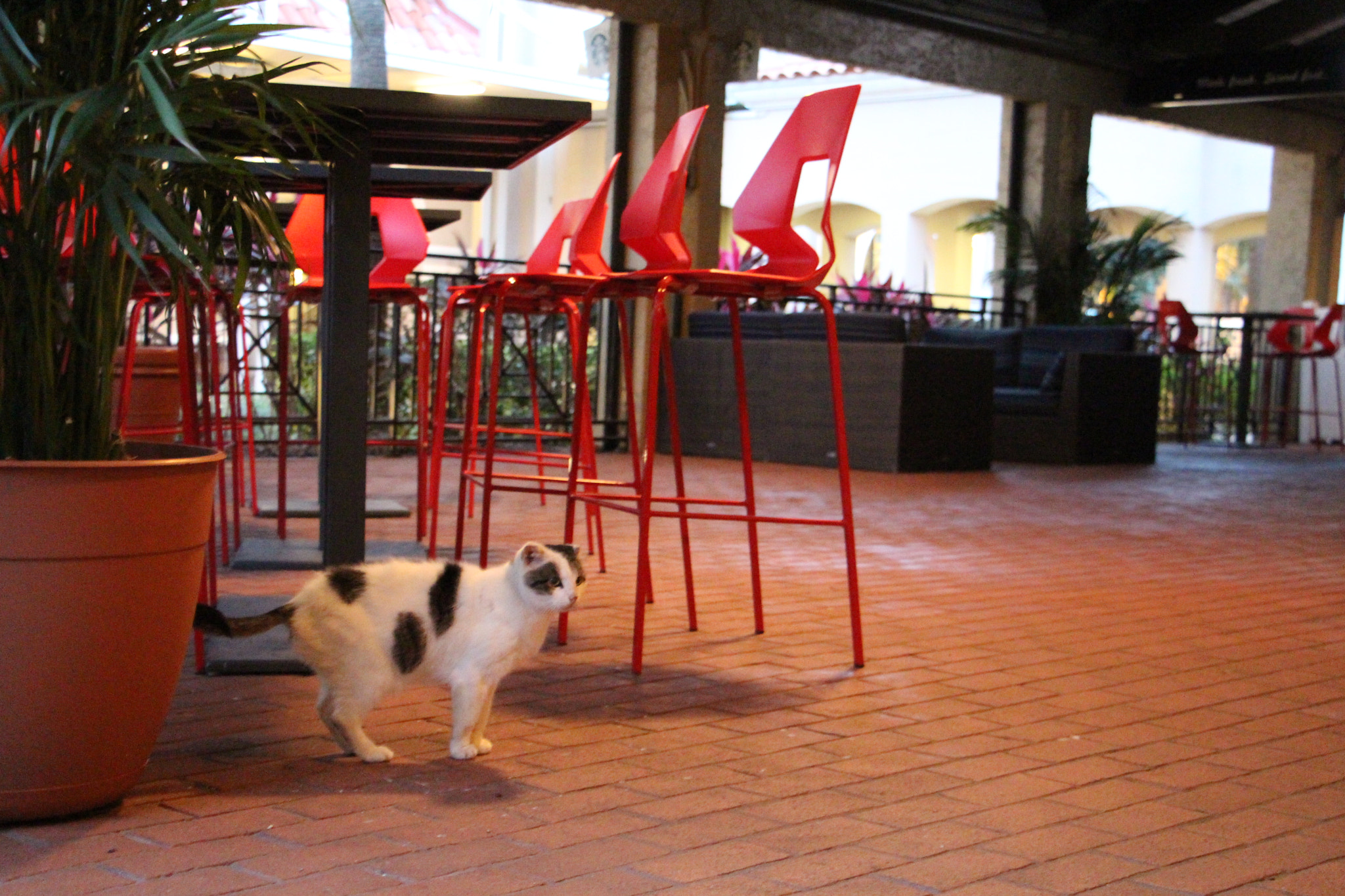 Canon EOS 700D (EOS Rebel T5i / EOS Kiss X7i) sample photo. Cat photography