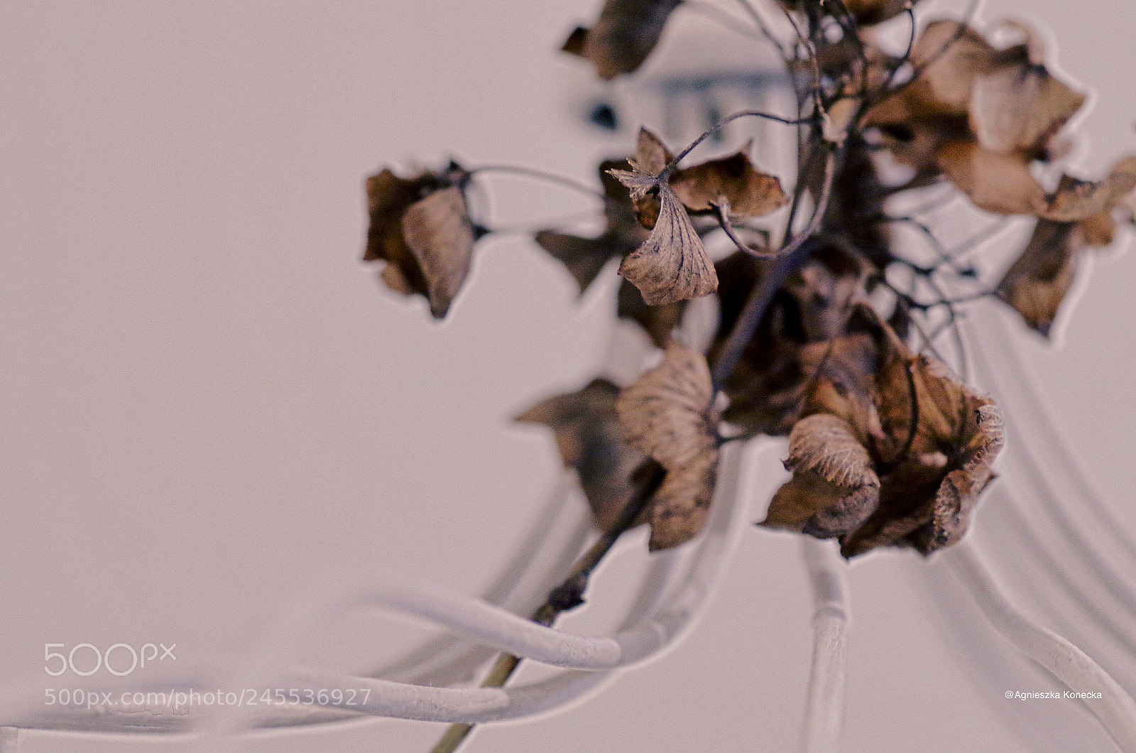 Pentax K-50 sample photo. Minimal photography
