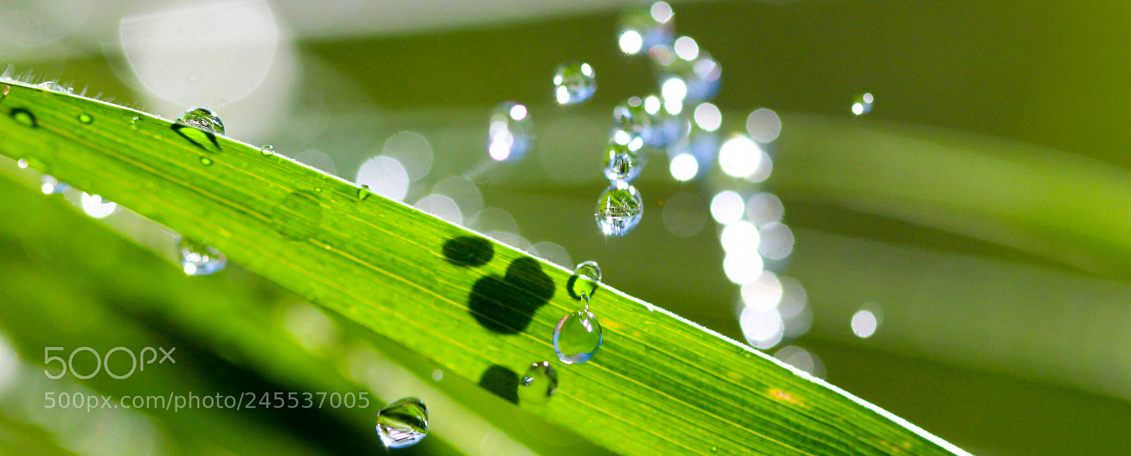 Canon EOS 650D (EOS Rebel T4i / EOS Kiss X6i) sample photo. Waterdrops on blade of photography
