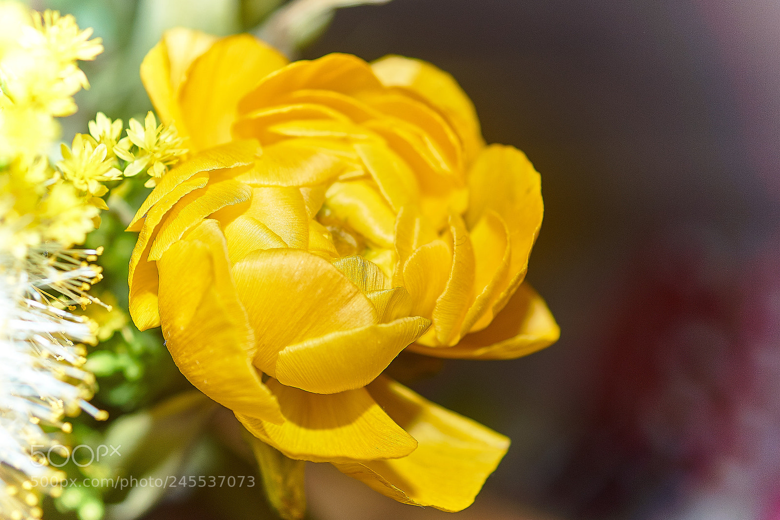 Sony SLT-A68 sample photo. Yellow rose photography