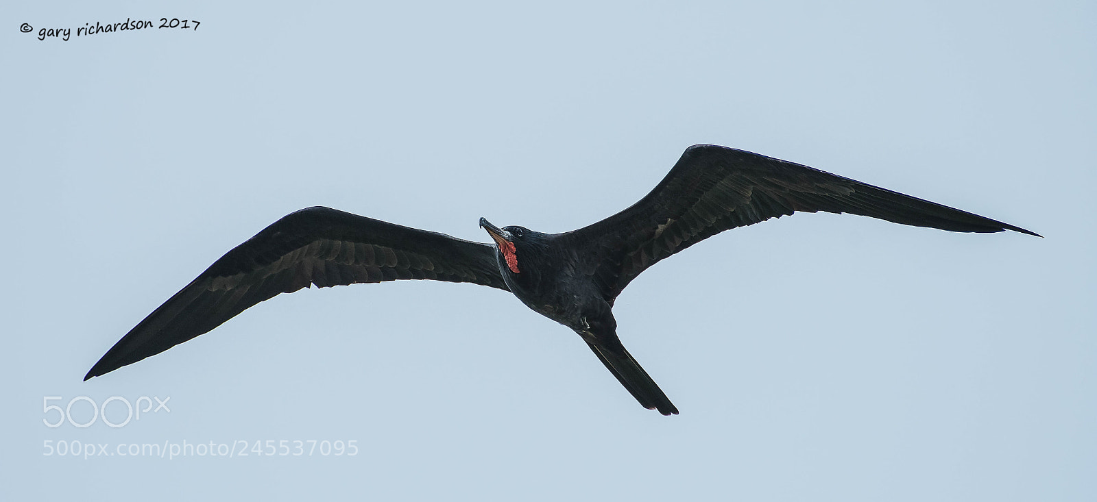 Nikon D500 sample photo. Magnificent frigate bird mexico () photography
