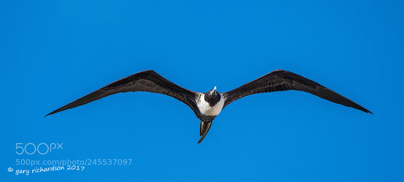 Nikon D500 sample photo. Magnificent frigate bird mexico () photography