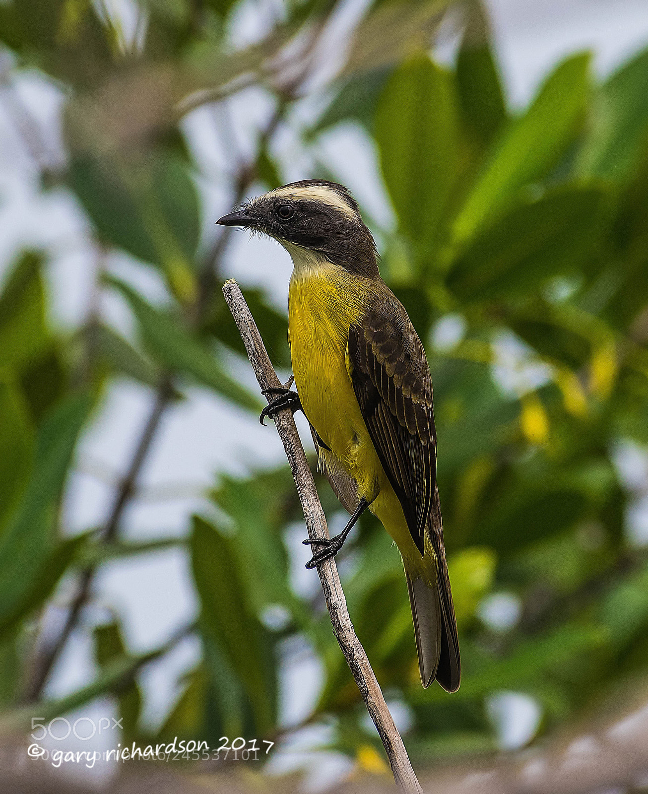 Nikon D500 sample photo. Social flycatcher mexico photography
