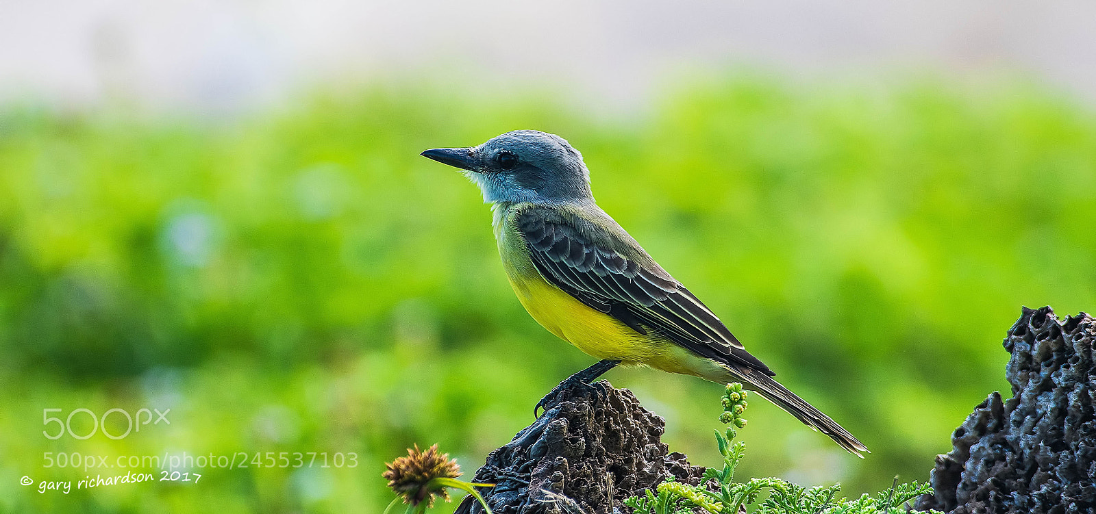 Nikon D500 sample photo. Tropical kingbird mexico () photography