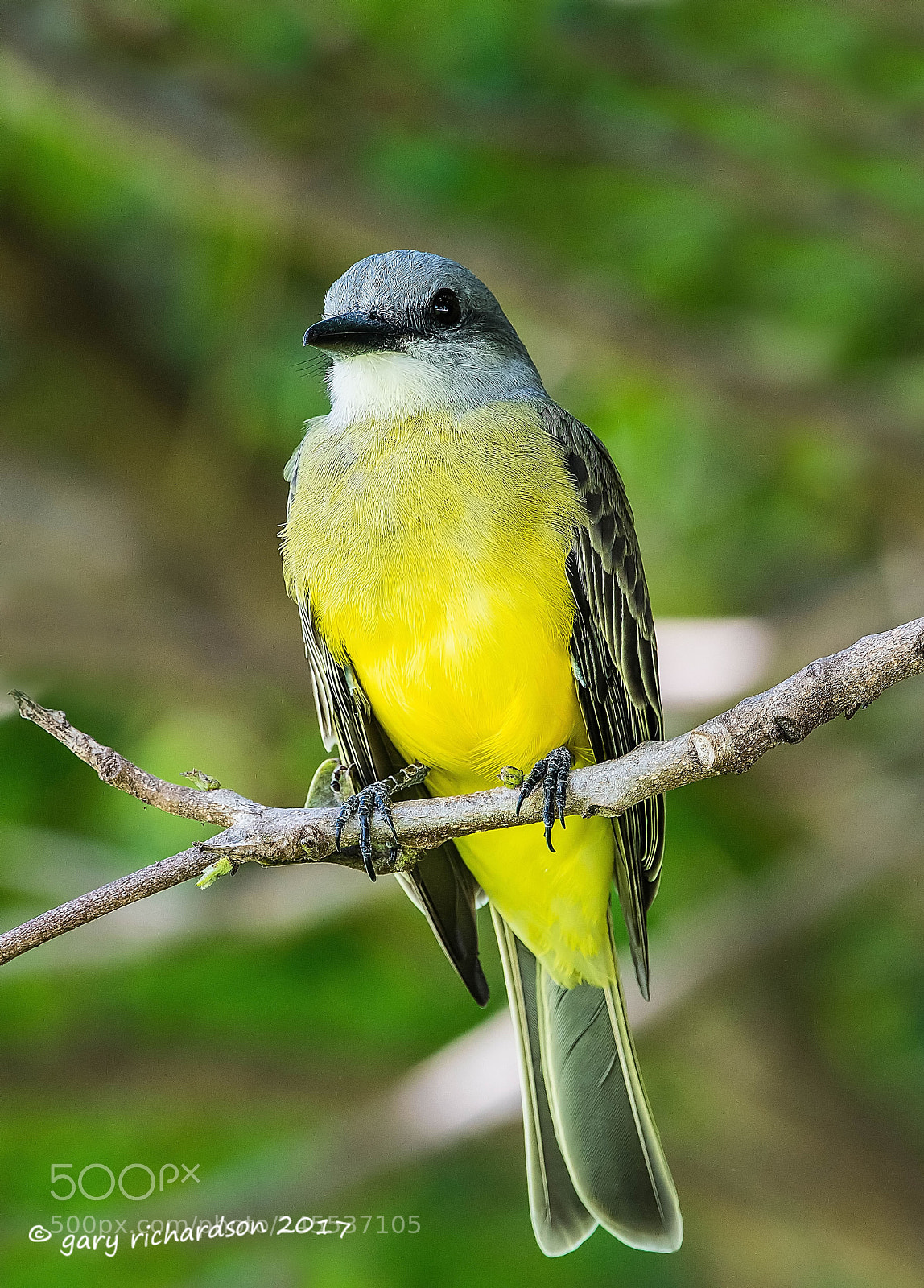 Nikon D500 sample photo. Tropical kingbird mexico () photography