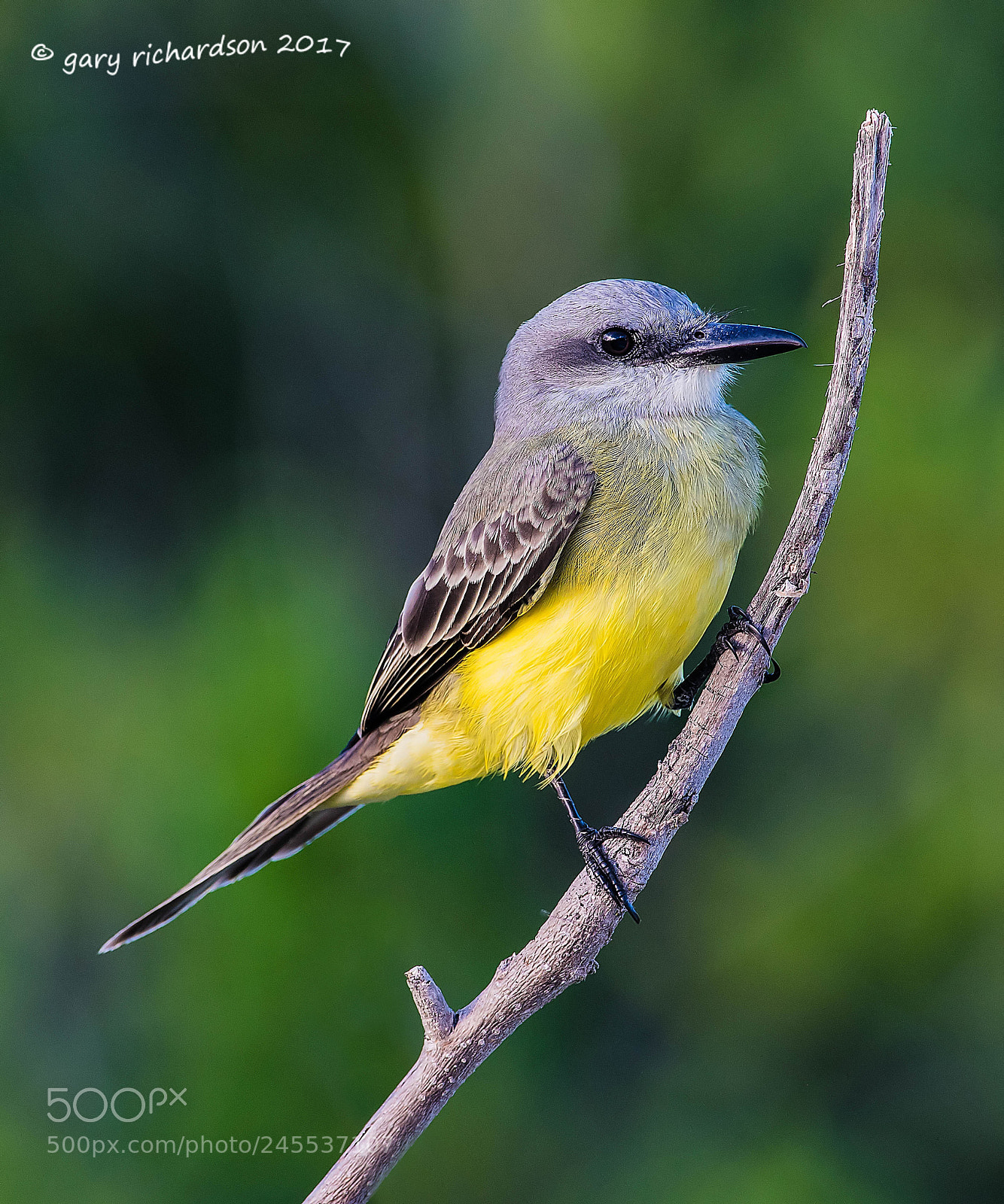 Nikon D500 sample photo. Tropical kingbird mexico () photography
