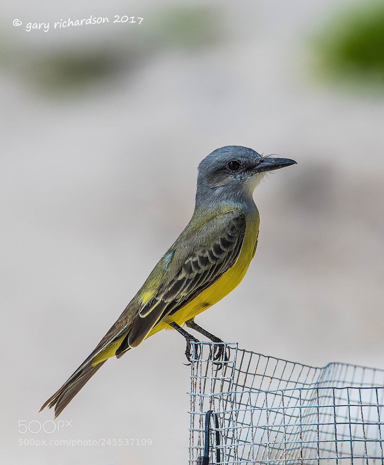 Nikon D500 sample photo. Tropical kingbird mexico () photography