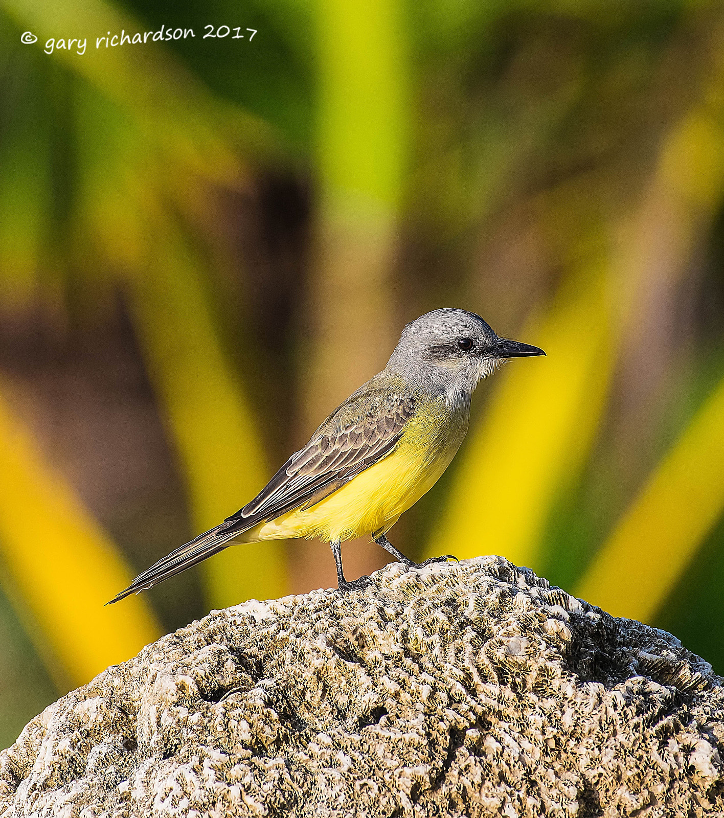 Nikon D500 sample photo. Tropical kingbird mexico () photography