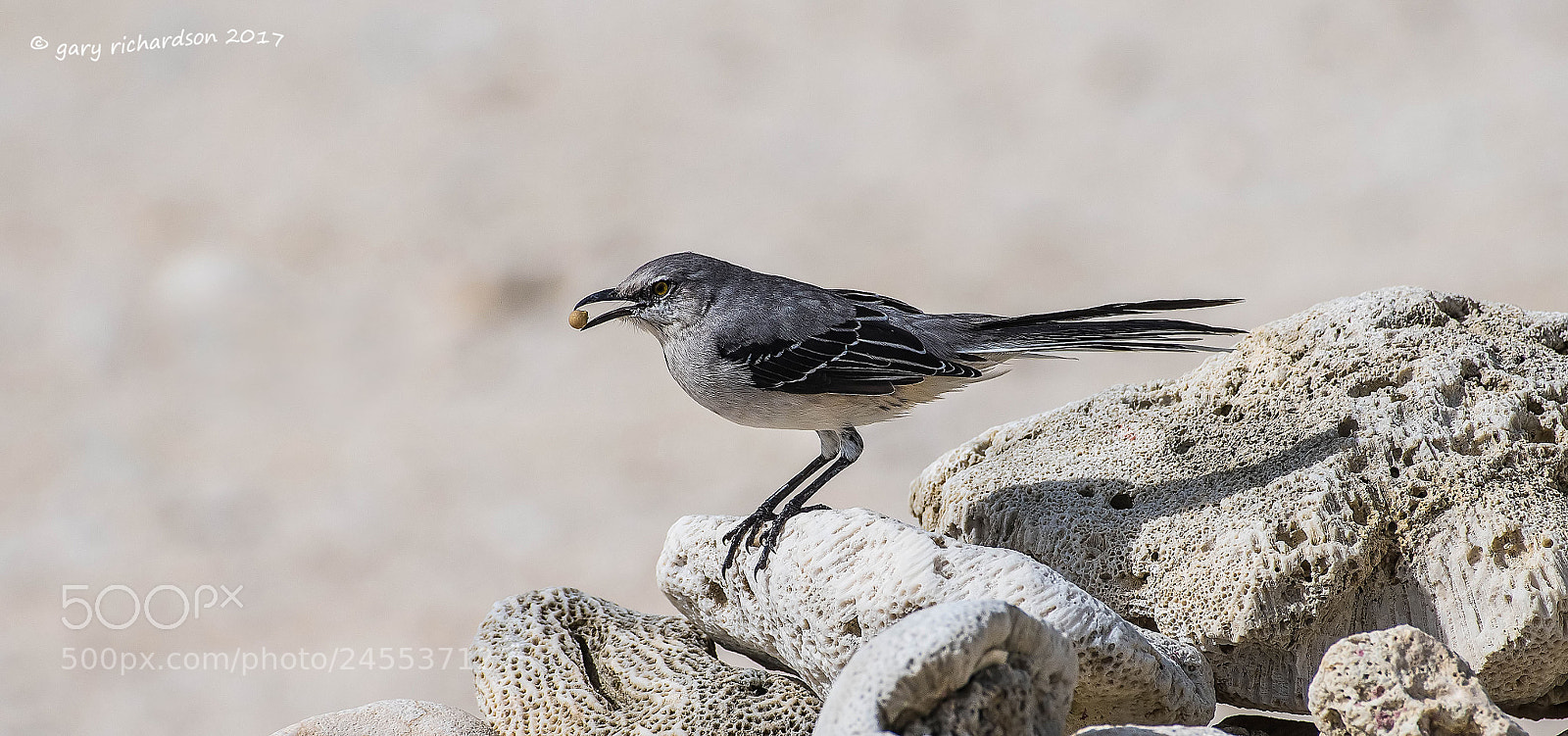 Nikon D500 sample photo. Tropical mockingbird mexico () photography