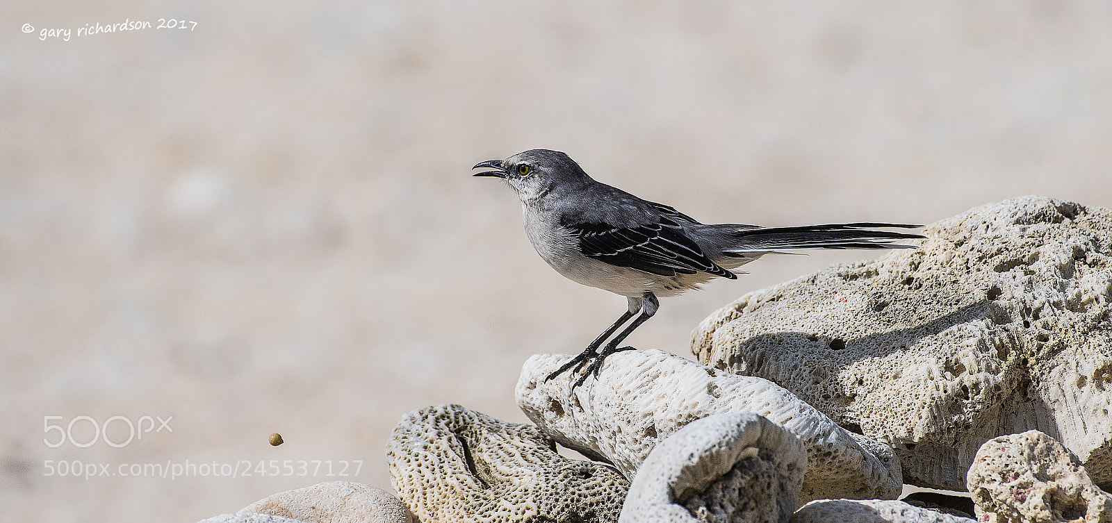 Nikon D500 sample photo. Tropical mockingbird mexico () photography
