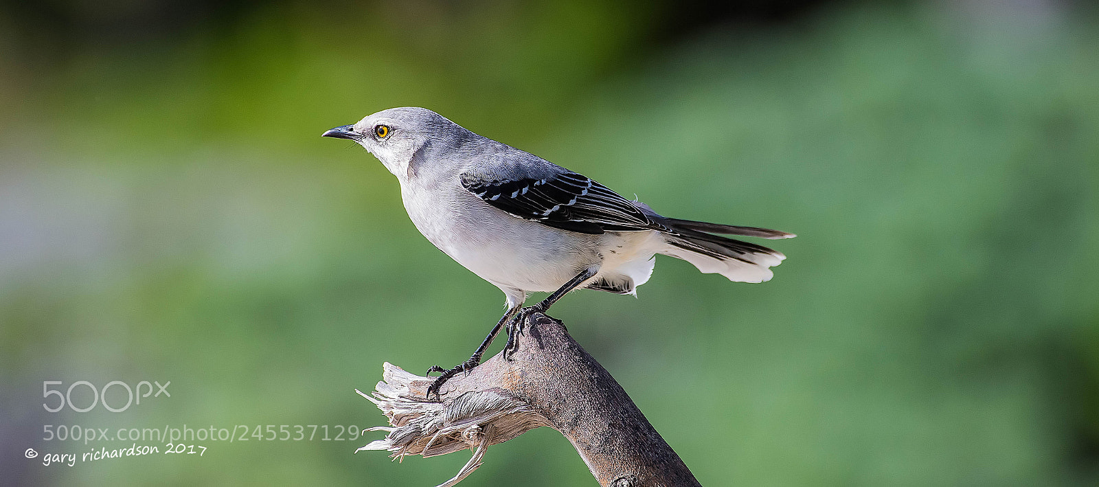 Nikon D500 sample photo. Tropical mockingbird mexico () photography