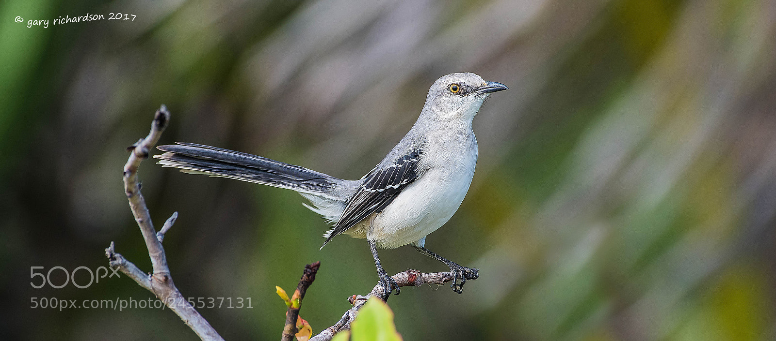 Nikon D500 sample photo. Tropical mockingbird mexico () photography