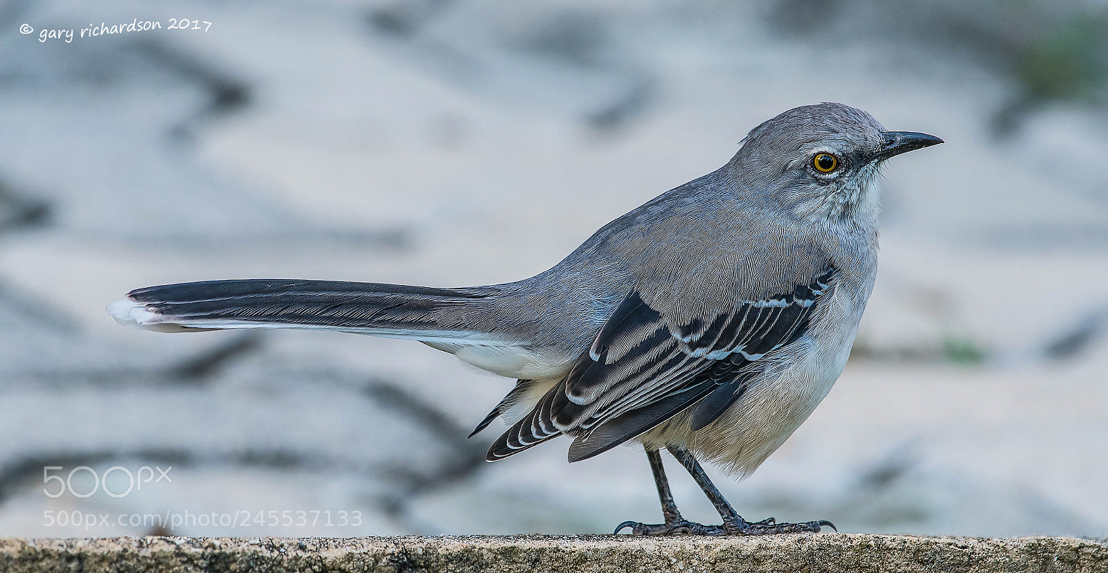 Nikon D500 sample photo. Tropical mockingbird mexico () photography