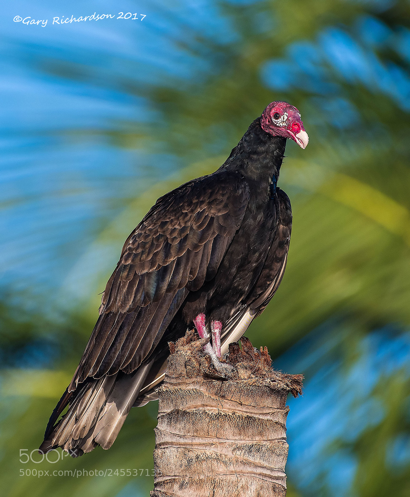 Nikon D500 sample photo. Turkey vulture mexico () photography