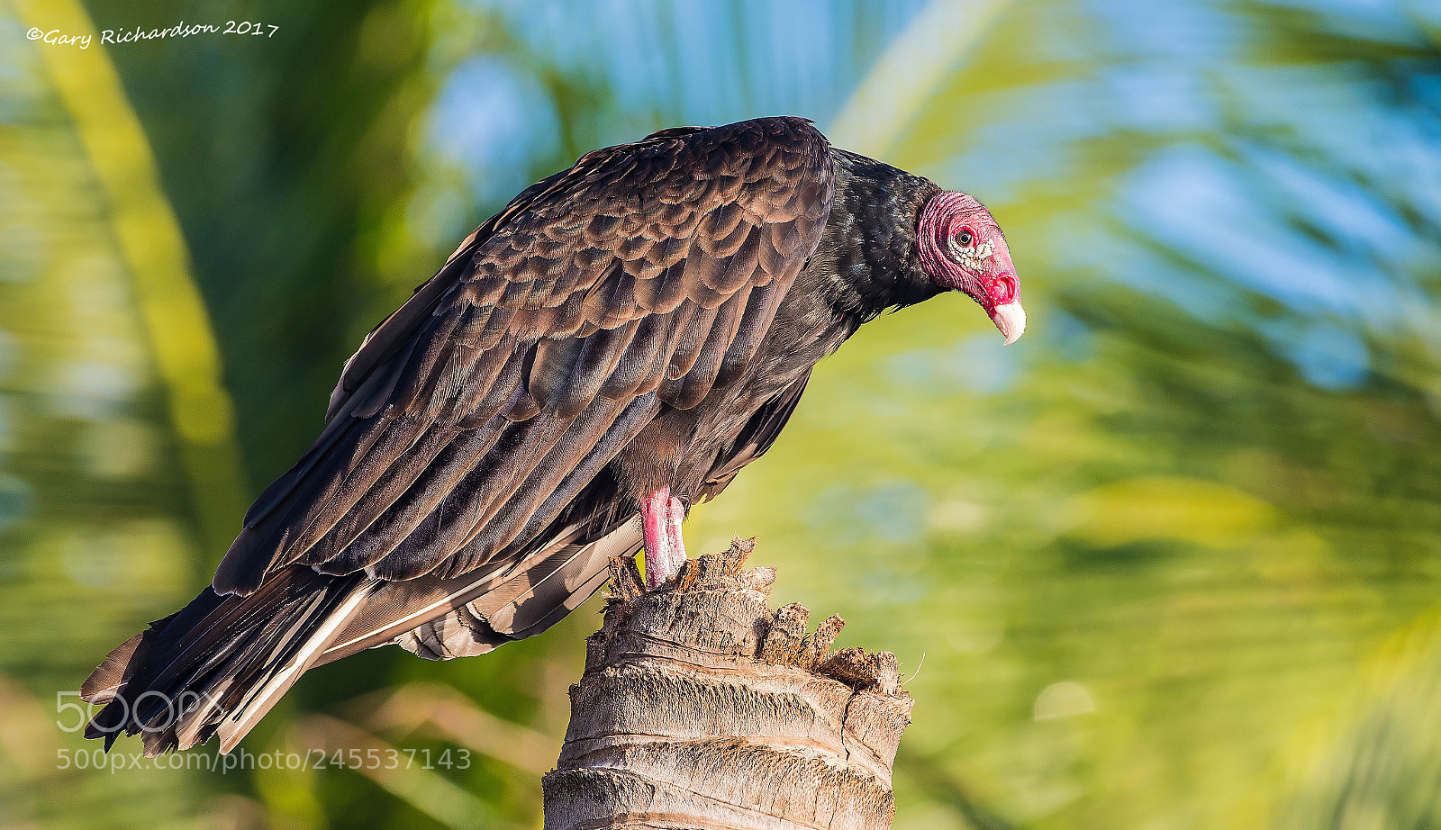 Nikon D500 sample photo. Turkey vulture mexico () photography