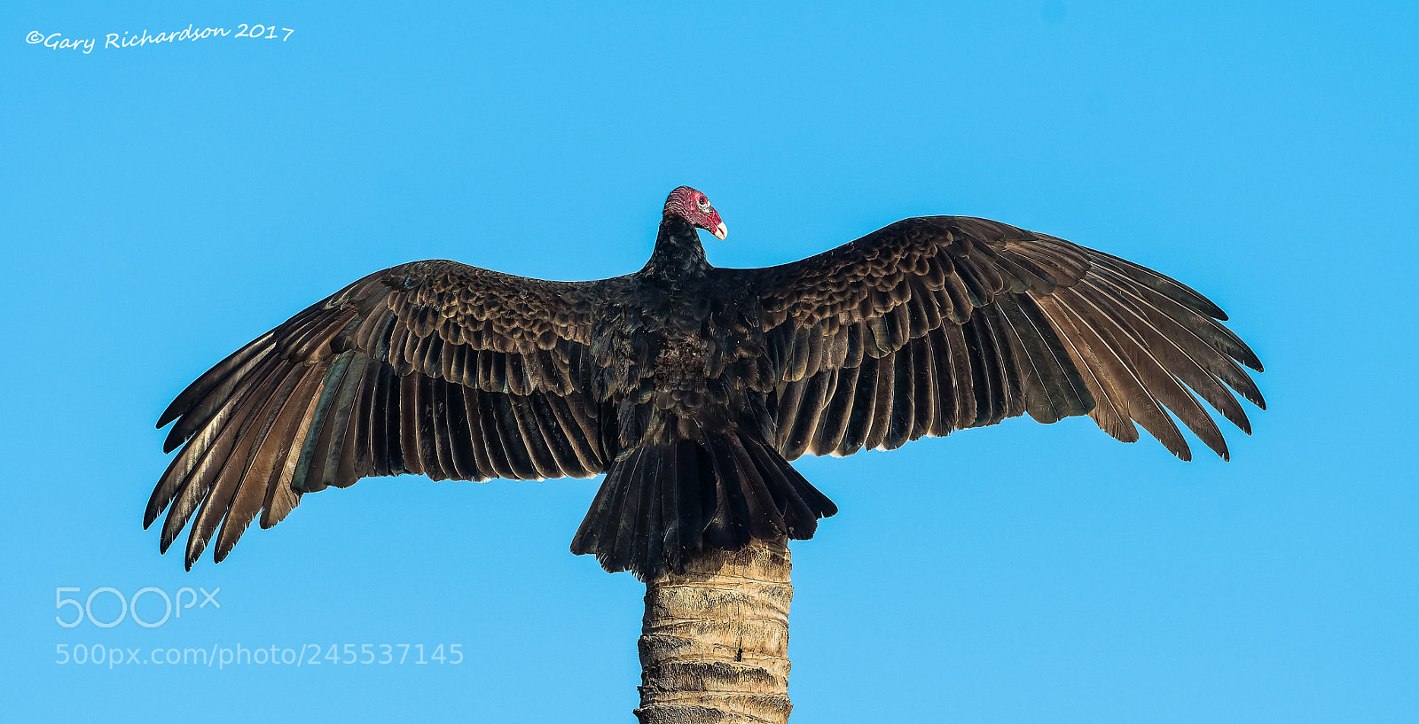 Nikon D500 sample photo. Turkey vulture mexico () photography