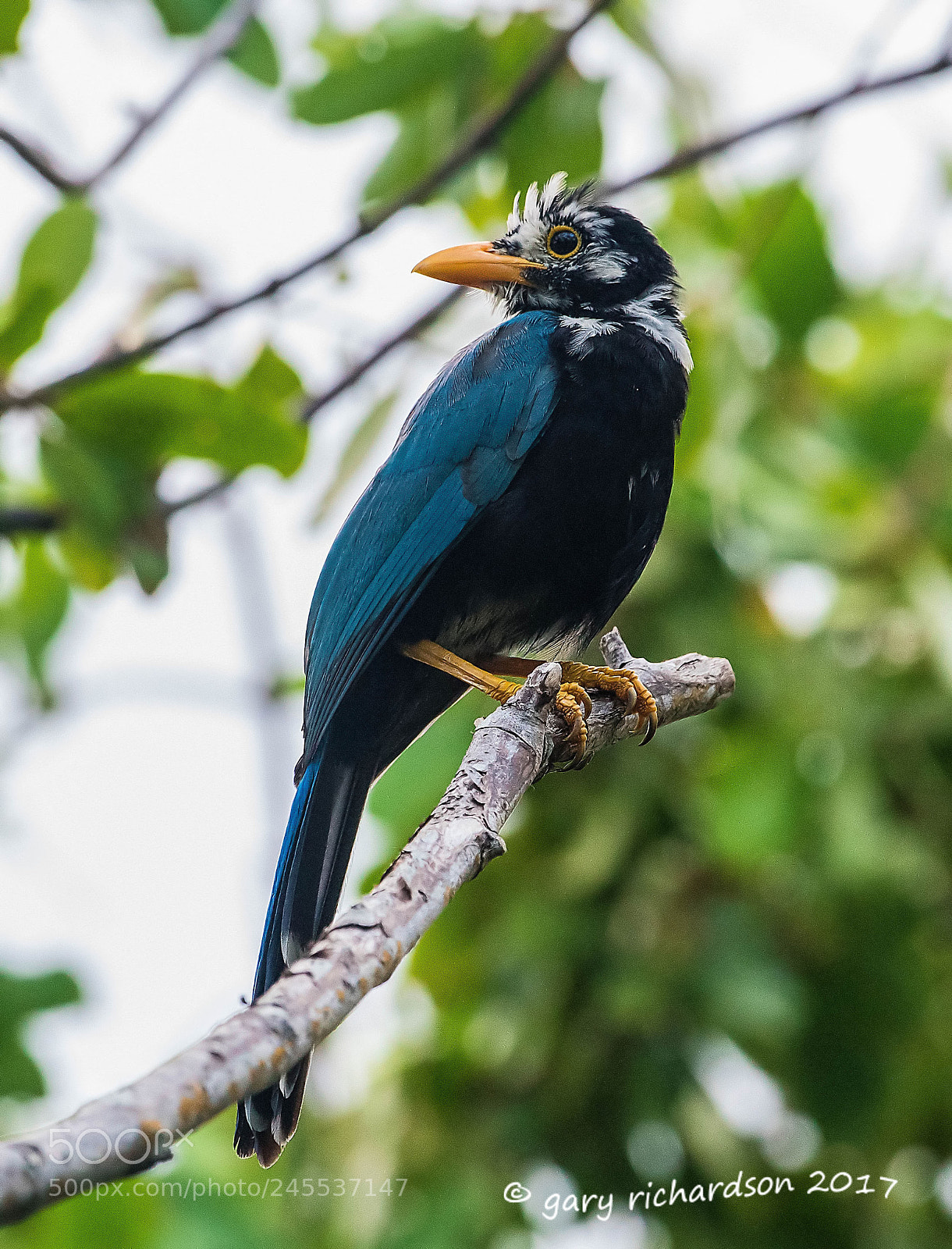 Nikon D500 sample photo. Yucatan jay mexico () photography