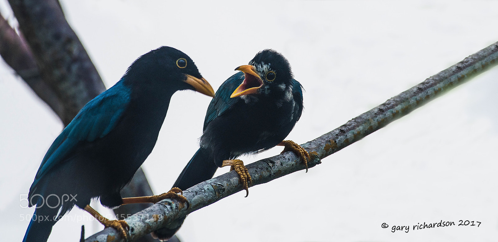 Nikon D500 sample photo. Yucatan jay mexico () photography