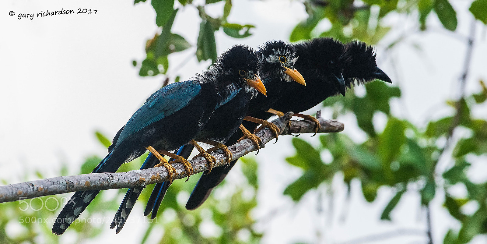 Nikon D500 sample photo. Yucatan jay mexico () photography