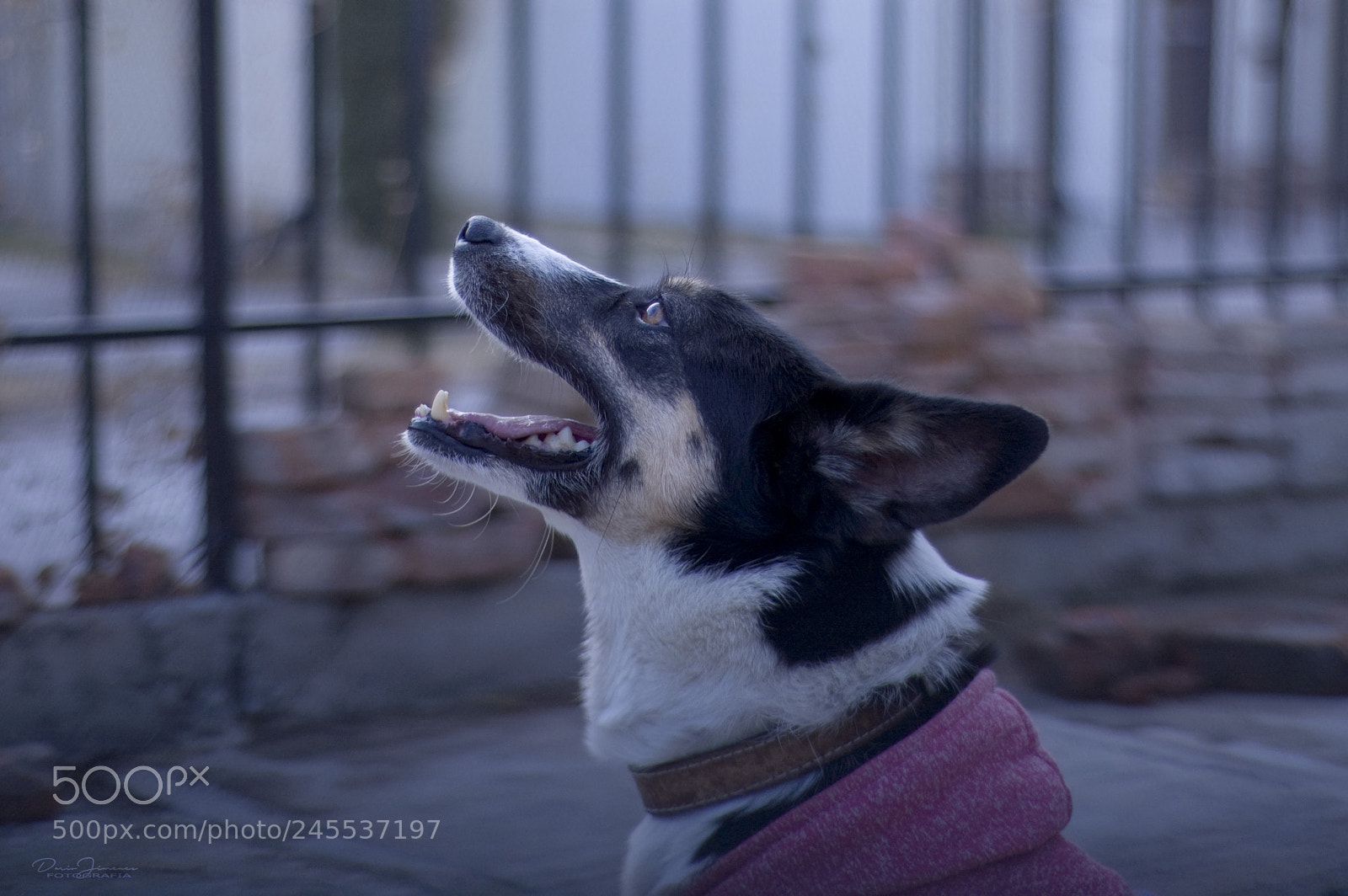 Nikon D50 sample photo. Direwolf photography