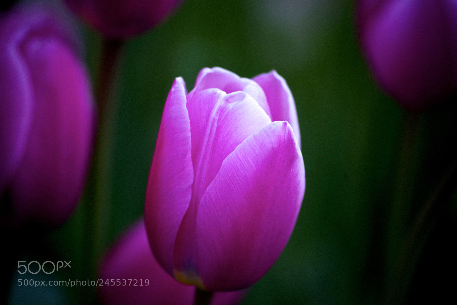 Pentax K-1 sample photo. Night tulip photography