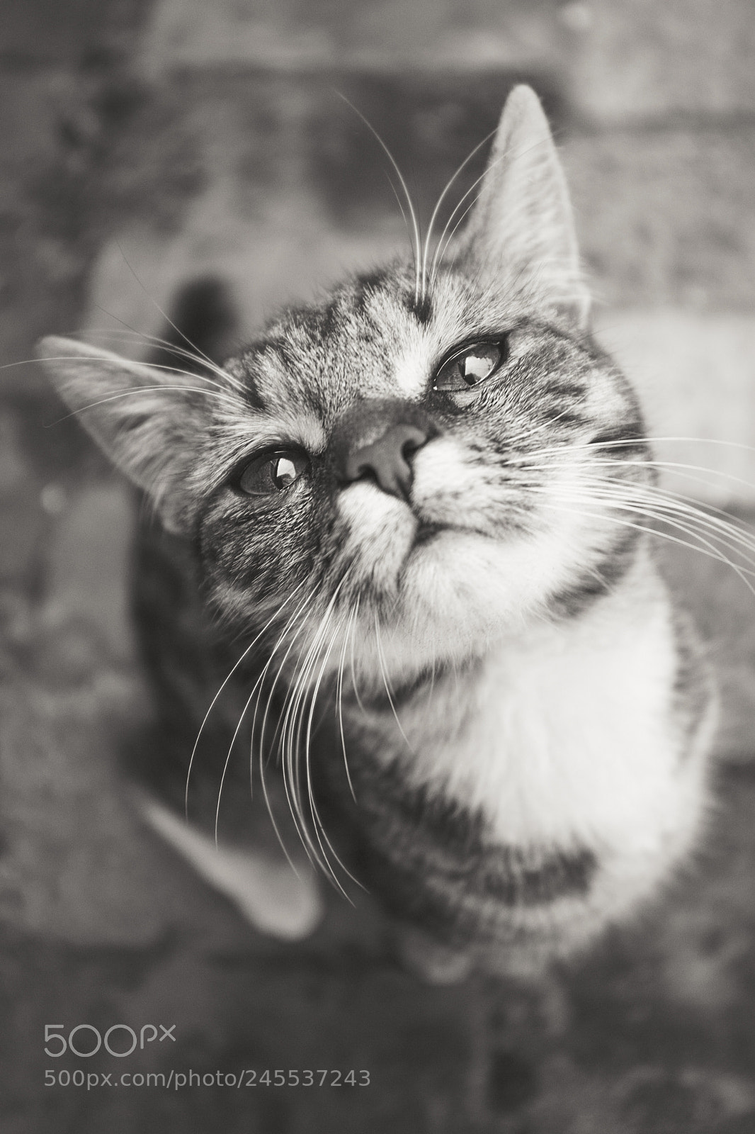 Canon EOS 5D sample photo. Кот photography