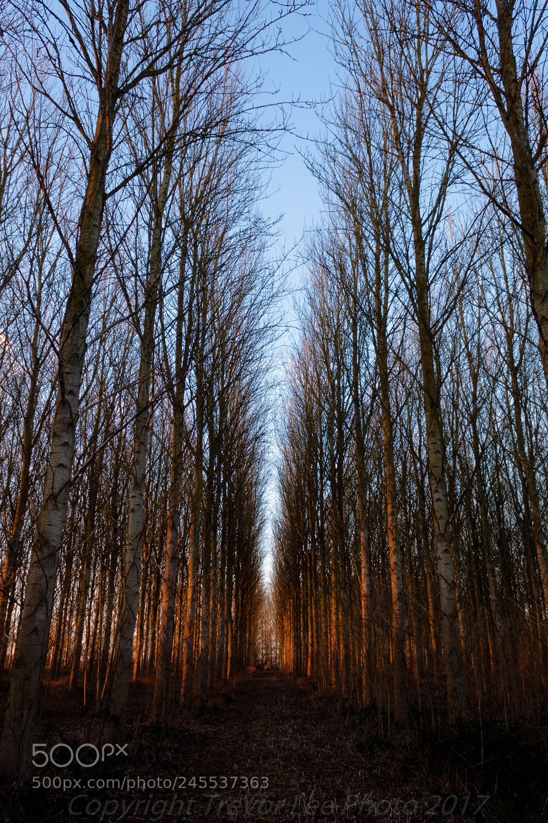 Canon EOS 40D sample photo. Sunset through the poplars...... photography