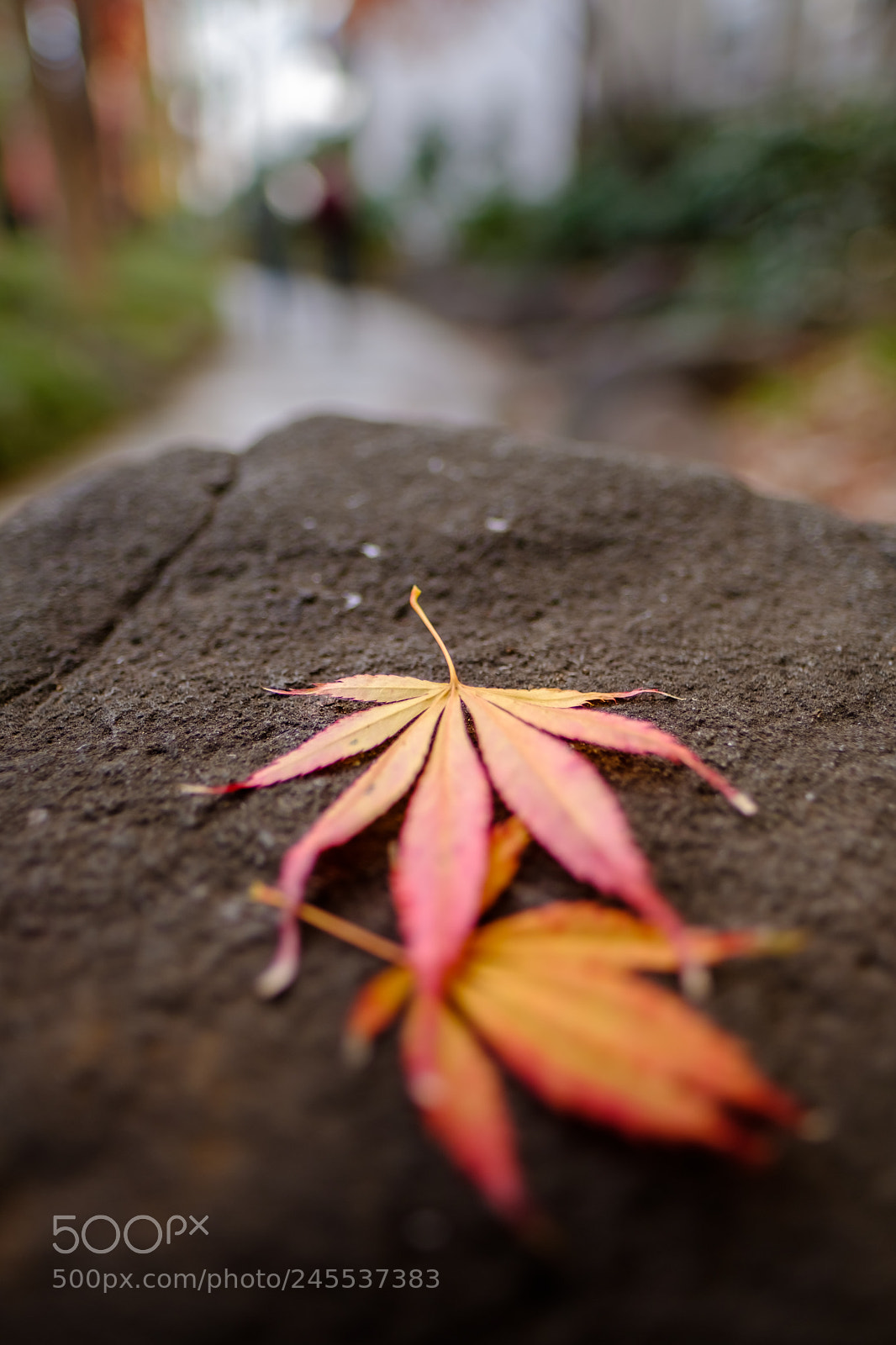 Fujifilm X-T2 sample photo. Colors during winter photography