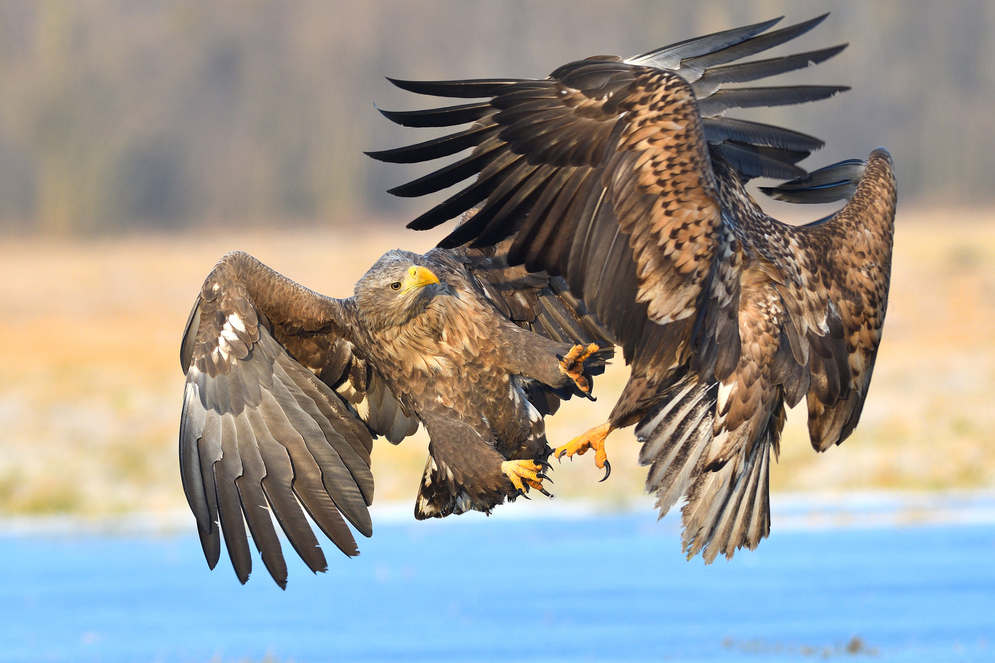 Nikon AF-S Nikkor 300mm F2.8G ED VR II sample photo. Raptors photography