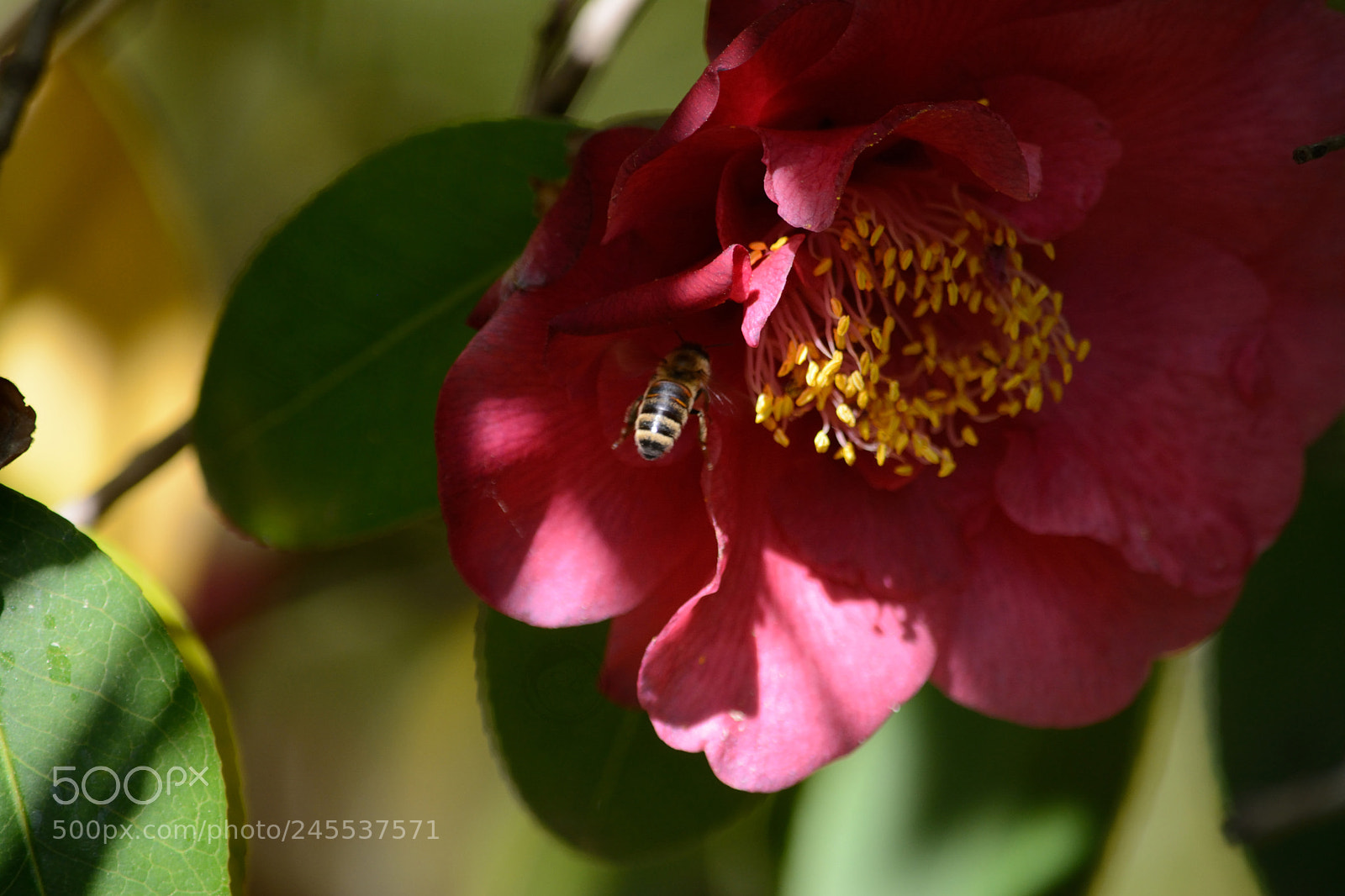 Nikon D7100 sample photo. Bee photography
