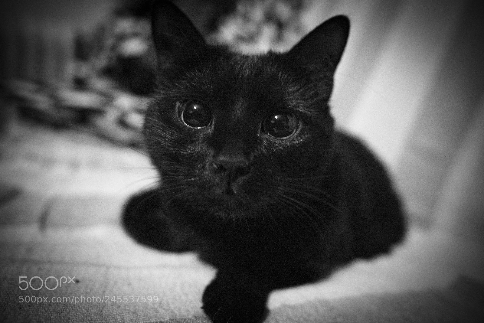 Nikon D800 sample photo. How to train your photography