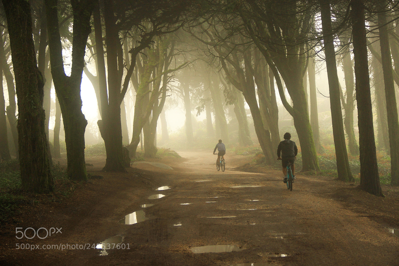 Canon EOS 600D (Rebel EOS T3i / EOS Kiss X5) sample photo. Path in a forest photography