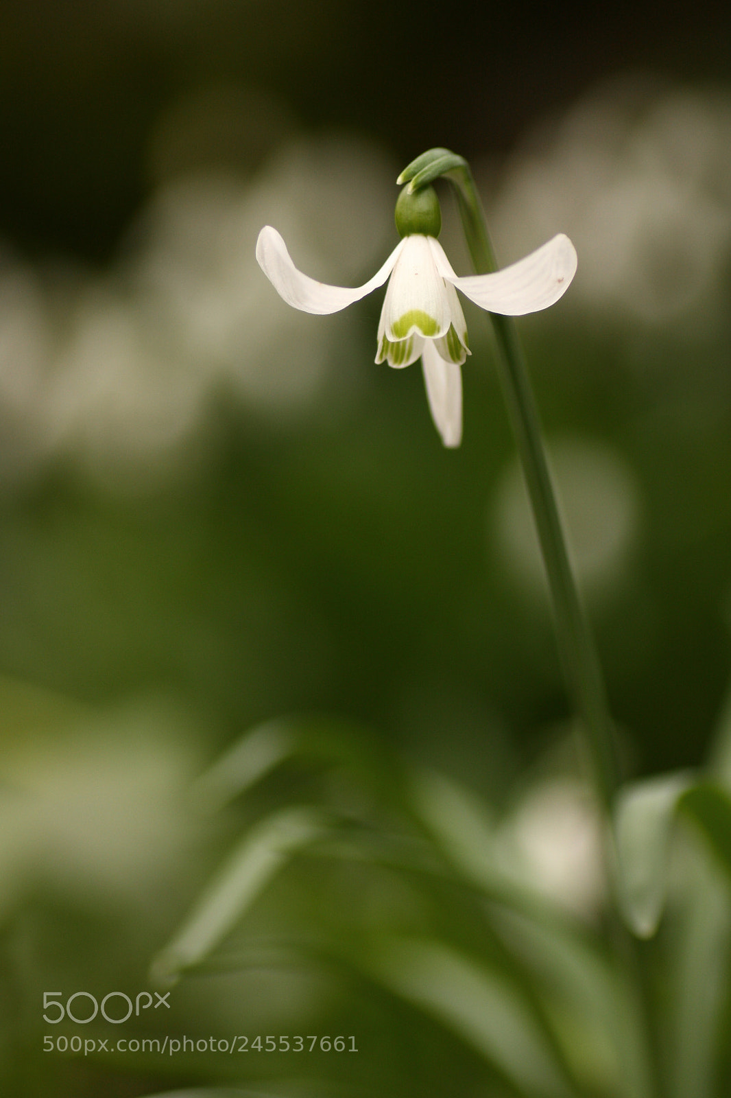 Canon EOS 40D sample photo. Perce neige photography