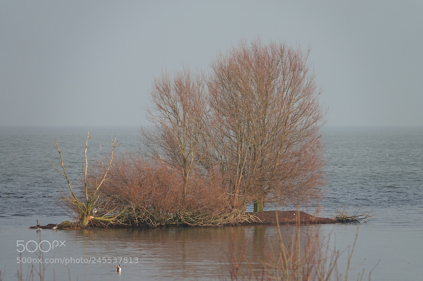 Sony Cyber-shot DSC-RX10 III sample photo. Trees in lake ijsselmeer photography