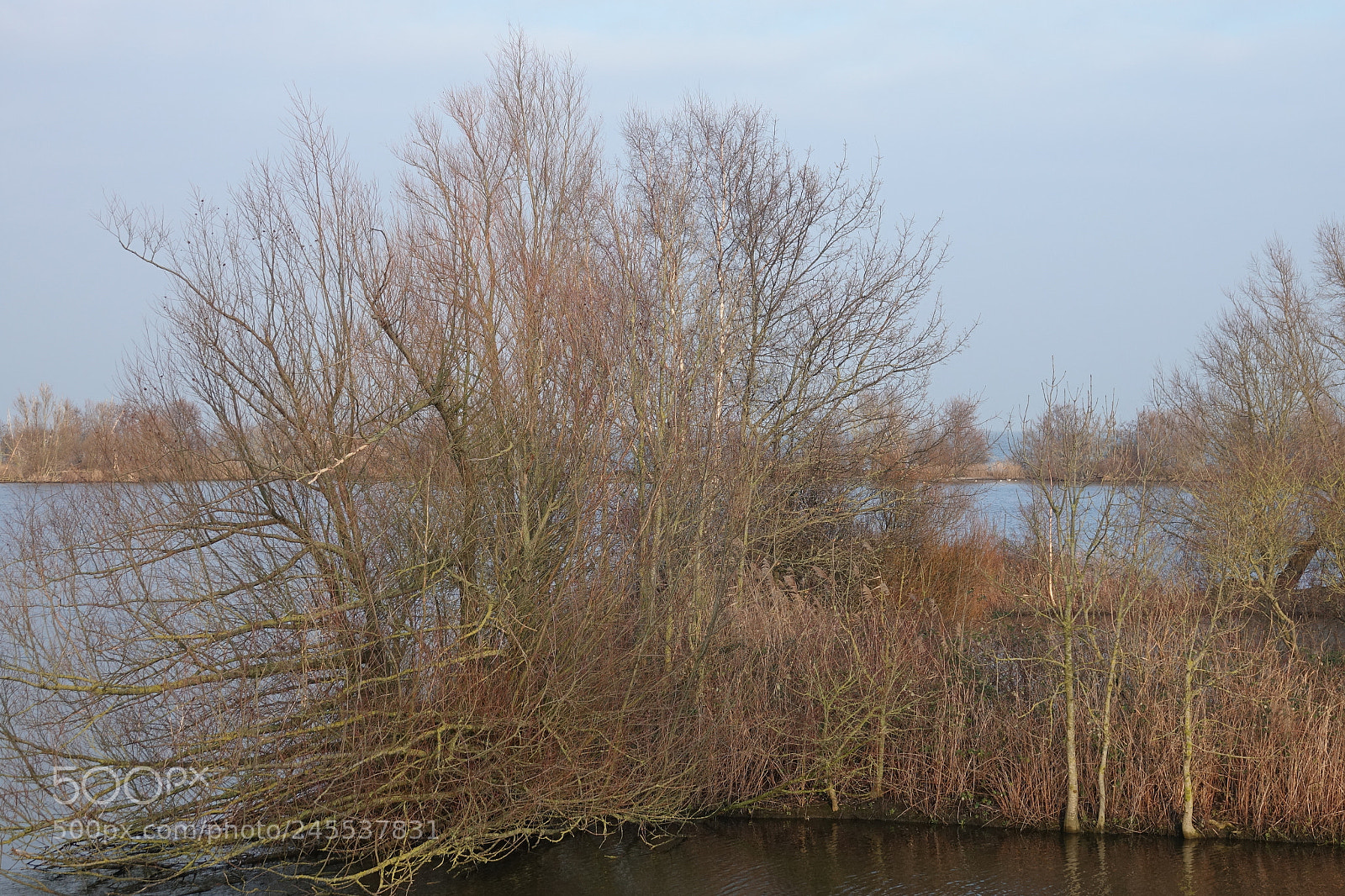 Sony Cyber-shot DSC-RX10 III sample photo. Trees in lake ijsselmeer photography