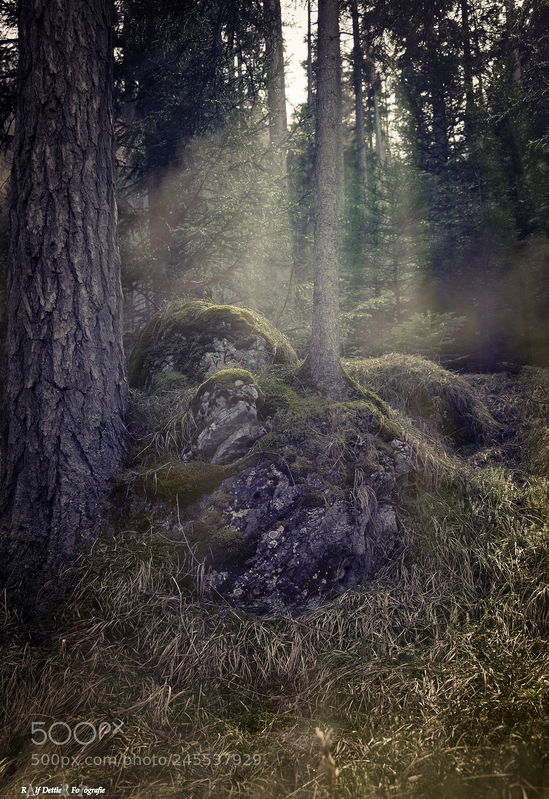 Sony a7 II sample photo. Berchtesgadener wald photography