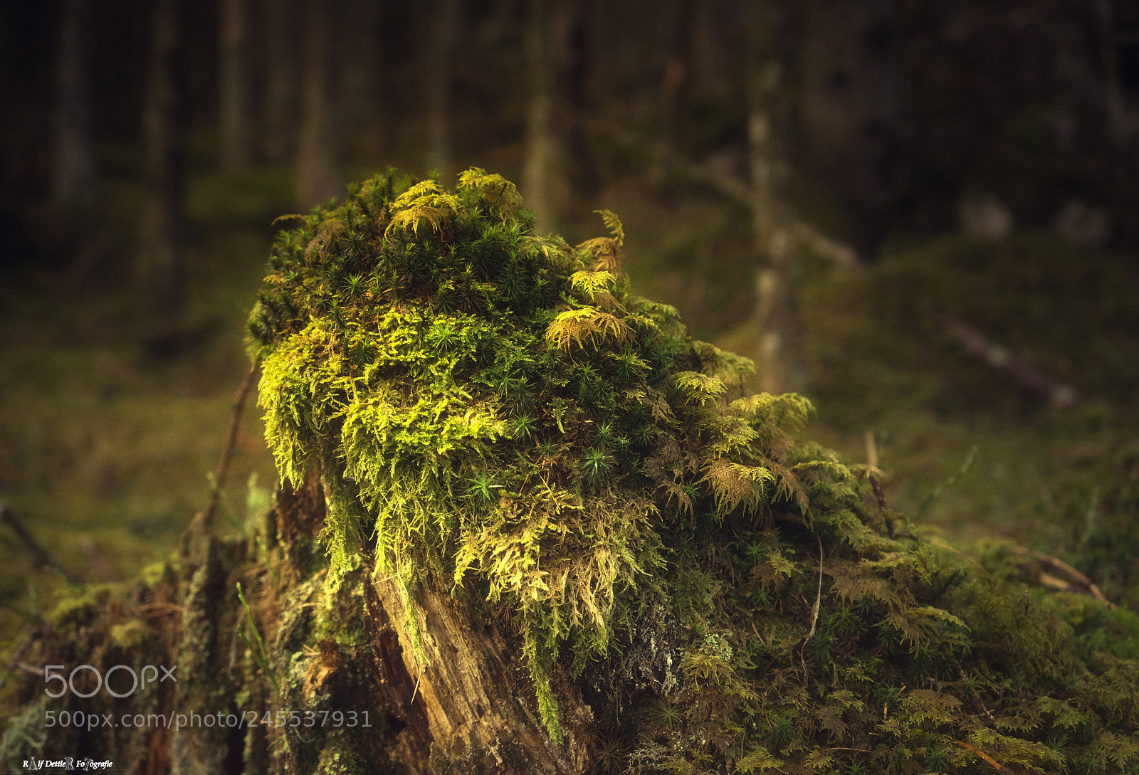Sony a7 II sample photo. Berchtesgadener wald photography
