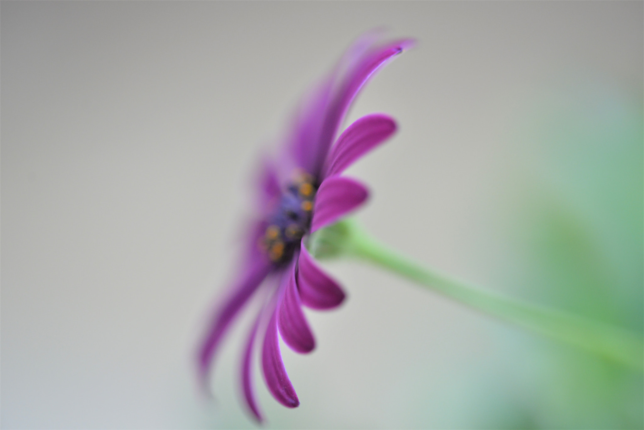 Sigma 105mm F2.8 EX DG OS HSM sample photo