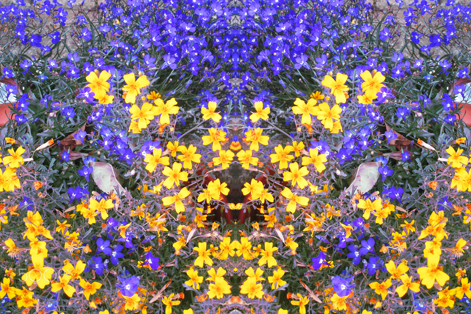 Canon DIGITAL IXUS 850 IS sample photo. Riot of yellow and purple. photography