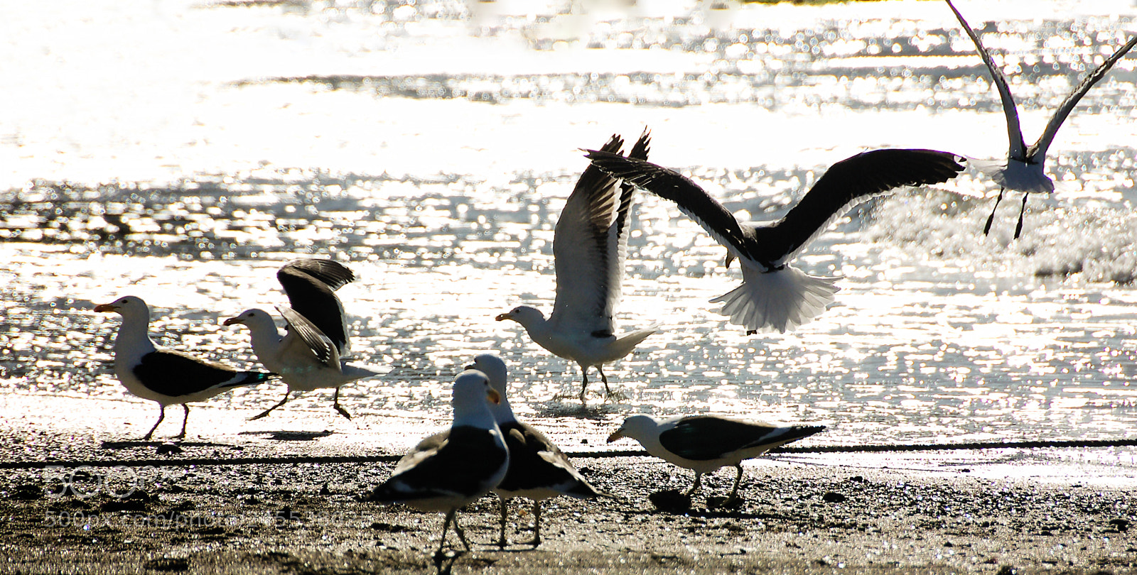 Nikon D50 sample photo. Fly! photography