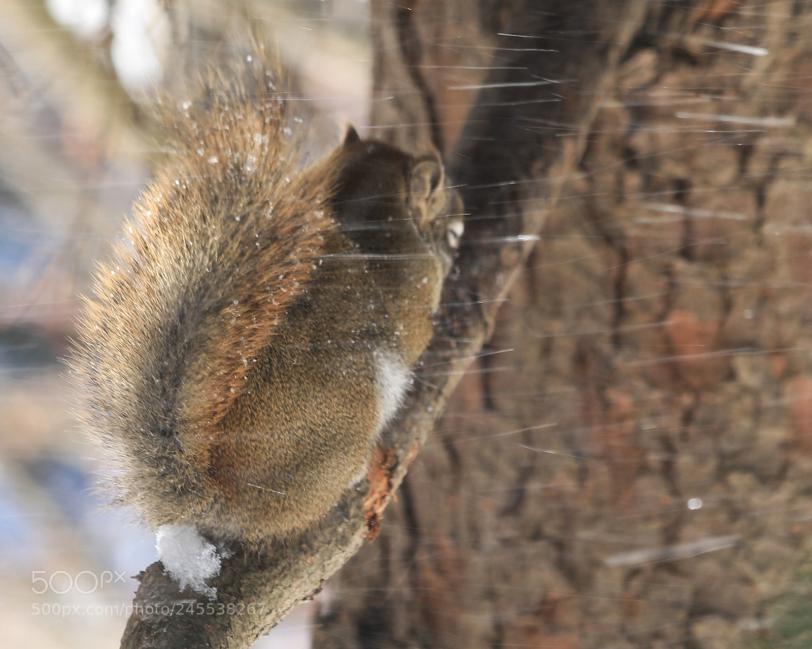 Canon EOS 5D Mark IV sample photo. Squirrel in the windy photography