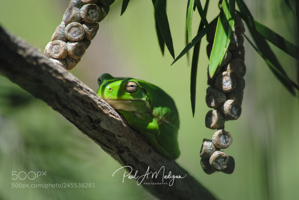 Nikon D3000 sample photo. Unhoppy frog photography