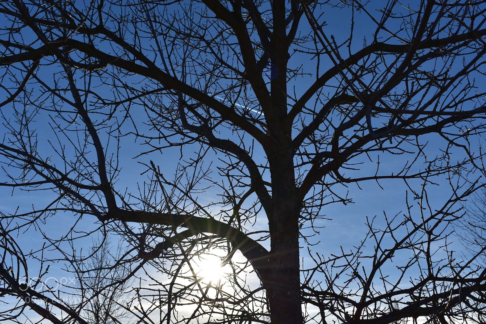 Nikon D3400 sample photo. Birch silhouette photography